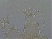 Diploechiniscus oihonnae image
