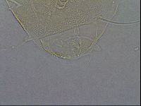 Diploechiniscus oihonnae image