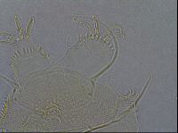 Diploechiniscus oihonnae image