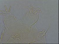 Diploechiniscus oihonnae image