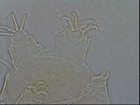 Diploechiniscus oihonnae image