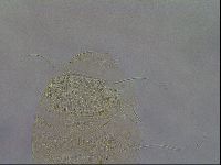 Diploechiniscus oihonnae image