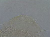 Diploechiniscus oihonnae image