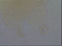 Diploechiniscus oihonnae image