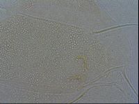 Diploechiniscus oihonnae image