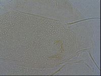 Diploechiniscus oihonnae image