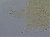 Diploechiniscus oihonnae image