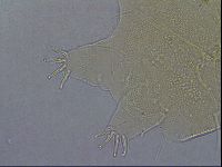 Diploechiniscus oihonnae image