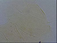 Diploechiniscus oihonnae image