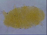 Diploechiniscus oihonnae image
