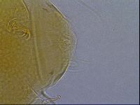 Diploechiniscus oihonnae image