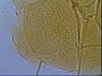 Diploechiniscus oihonnae image