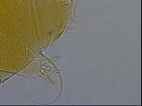 Diploechiniscus oihonnae image