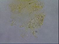 Diploechiniscus oihonnae image
