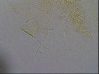 Diploechiniscus oihonnae image