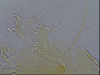 Diploechiniscus oihonnae image