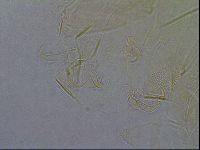 Diploechiniscus oihonnae image