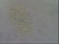 Diploechiniscus oihonnae image