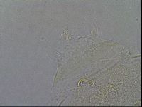 Diploechiniscus oihonnae image
