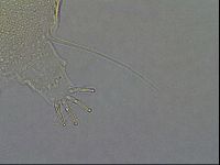 Diploechiniscus oihonnae image