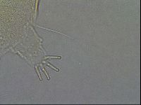 Diploechiniscus oihonnae image