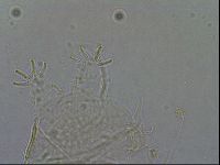 Diploechiniscus oihonnae image