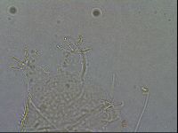 Diploechiniscus oihonnae image