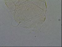 Diploechiniscus oihonnae image