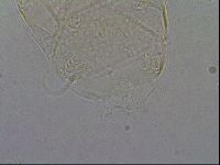 Diploechiniscus oihonnae image
