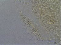 Diploechiniscus oihonnae image