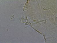 Diploechiniscus oihonnae image