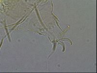 Diploechiniscus oihonnae image