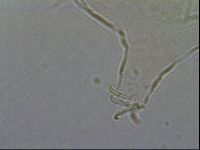 Diploechiniscus oihonnae image