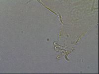 Diploechiniscus oihonnae image