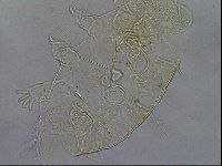 Diploechiniscus oihonnae image