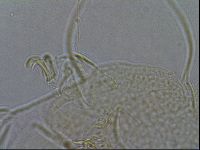 Diploechiniscus oihonnae image