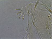 Diploechiniscus oihonnae image