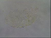 Diploechiniscus oihonnae image