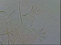 Diploechiniscus oihonnae image