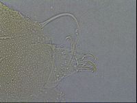 Diploechiniscus oihonnae image