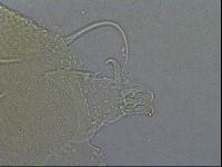 Diploechiniscus oihonnae image