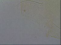 Diploechiniscus oihonnae image