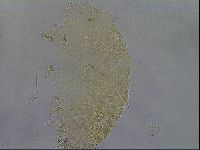 Diploechiniscus oihonnae image