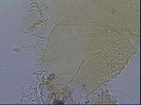 Diploechiniscus oihonnae image