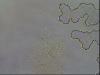 Diploechiniscus oihonnae image