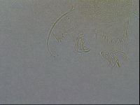 Diploechiniscus oihonnae image