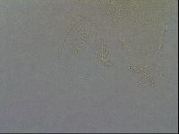 Diploechiniscus oihonnae image