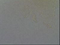Diploechiniscus oihonnae image