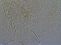 Diploechiniscus oihonnae image