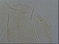 Diploechiniscus oihonnae image